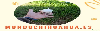 Chihuahua 4