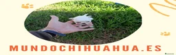 Chihuahua perros en venta: PRECIOSOS CHIHUAHUAS MINI TOY  - Anuncio 5