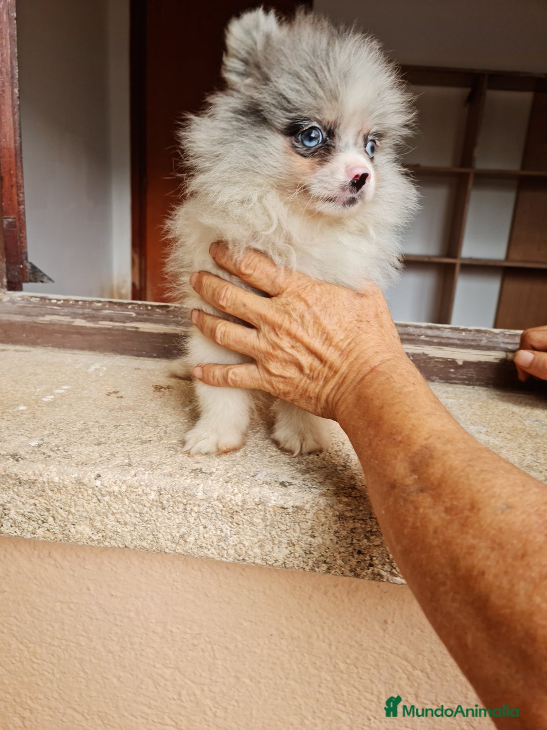 Pomerania perros en venta: Pomerania exotico - Imagen 3