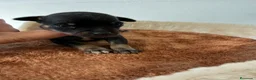 Pinscher Miniatura perros en venta: Rateros murcianos mini Pinscher  - Anuncio 1