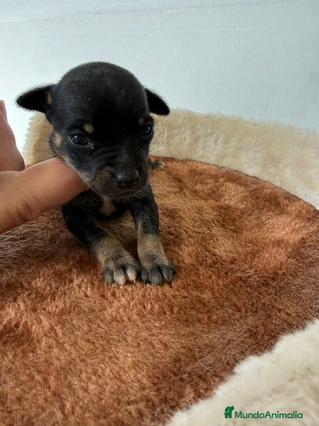 Pinscher Miniatura perros en venta: Rateros murcianos mini Pinscher  - Anuncio 1