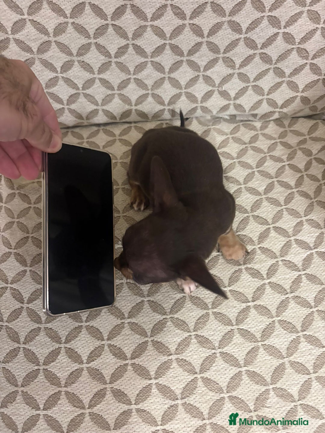 Chihuahua perros en venta: Chihuahua mini toy cabeza manzana  - Anuncio 12