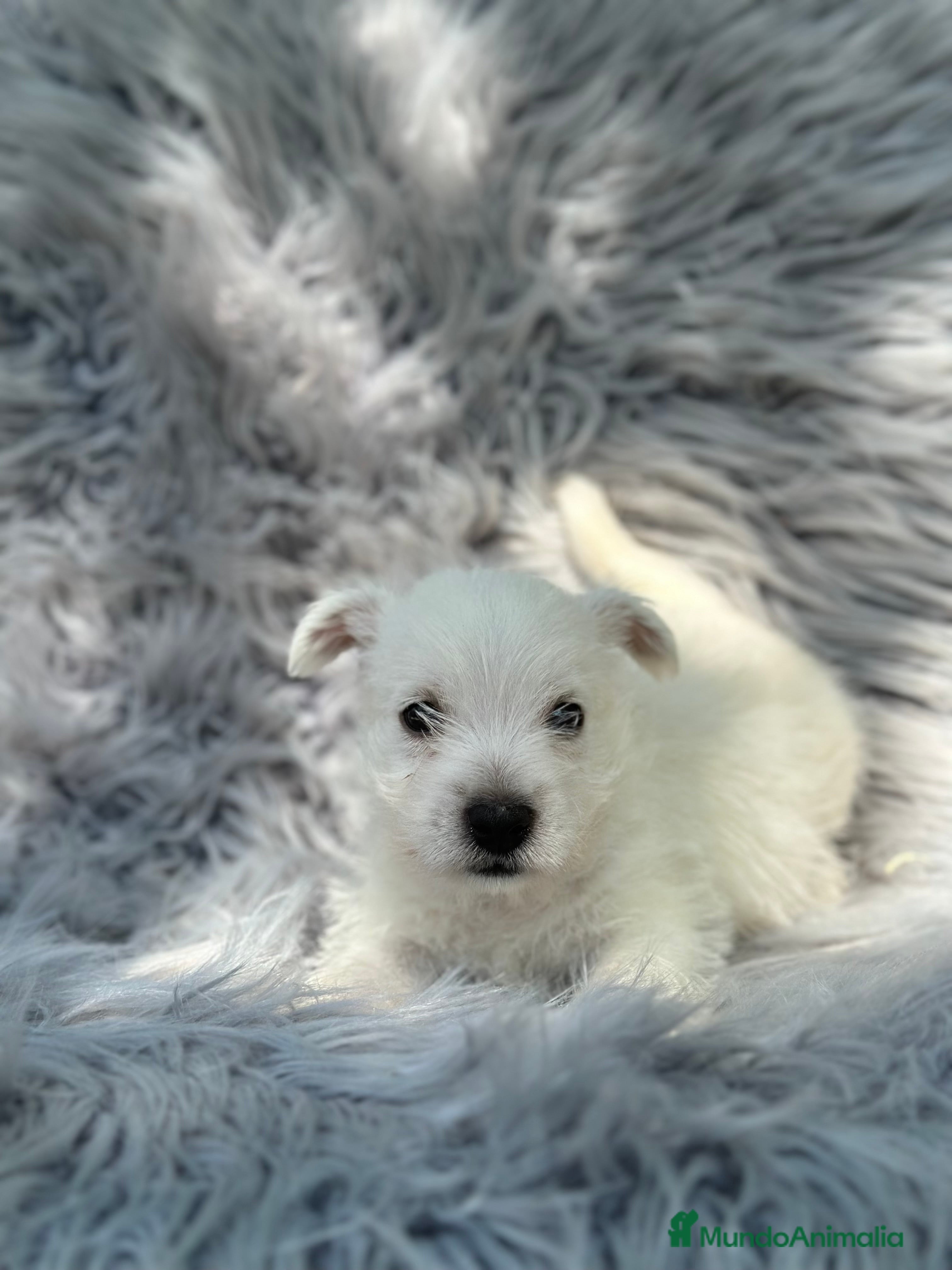 West Highland White Terrier perros WEST HISDLAND TERRIER - Anuncio 8