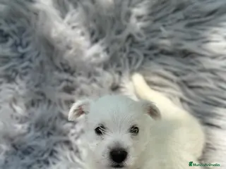 West Highland White Terrier perros WEST HISDLAND TERRIER - Anuncio 8