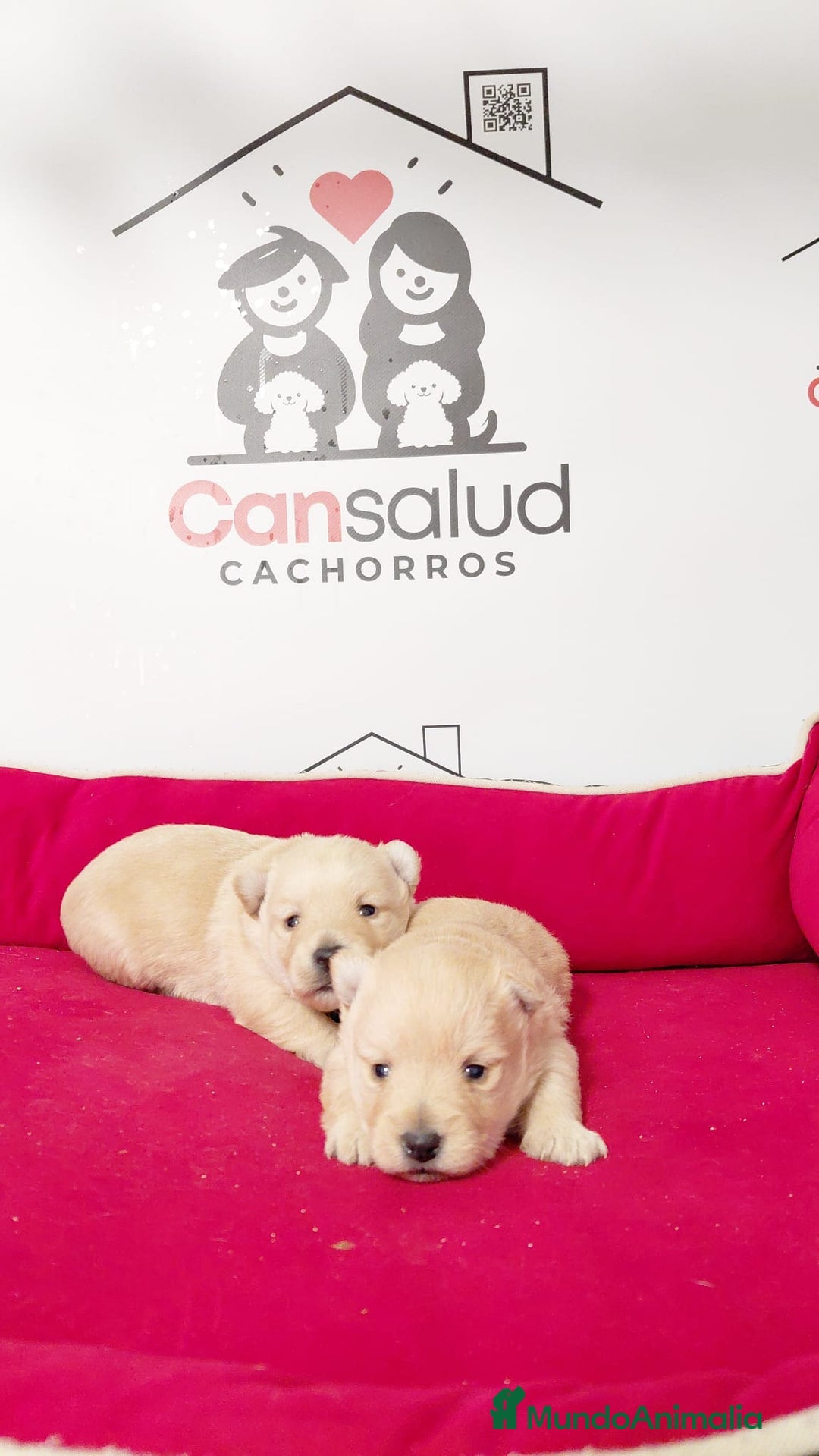 Raza Mixta perros en venta: Cachorro de westhy y chihuahua  - Anuncio 2