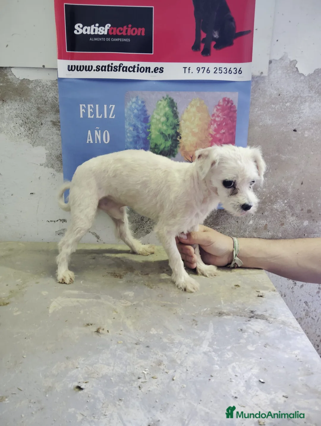 Bichón Maltés perros en venta: Bichón Maltés adulto - Anuncio 1