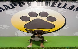 Chihuahua perros en venta: BEBE CHIHUAHUA CHOCOLATE TOY💗 - Imagen 3