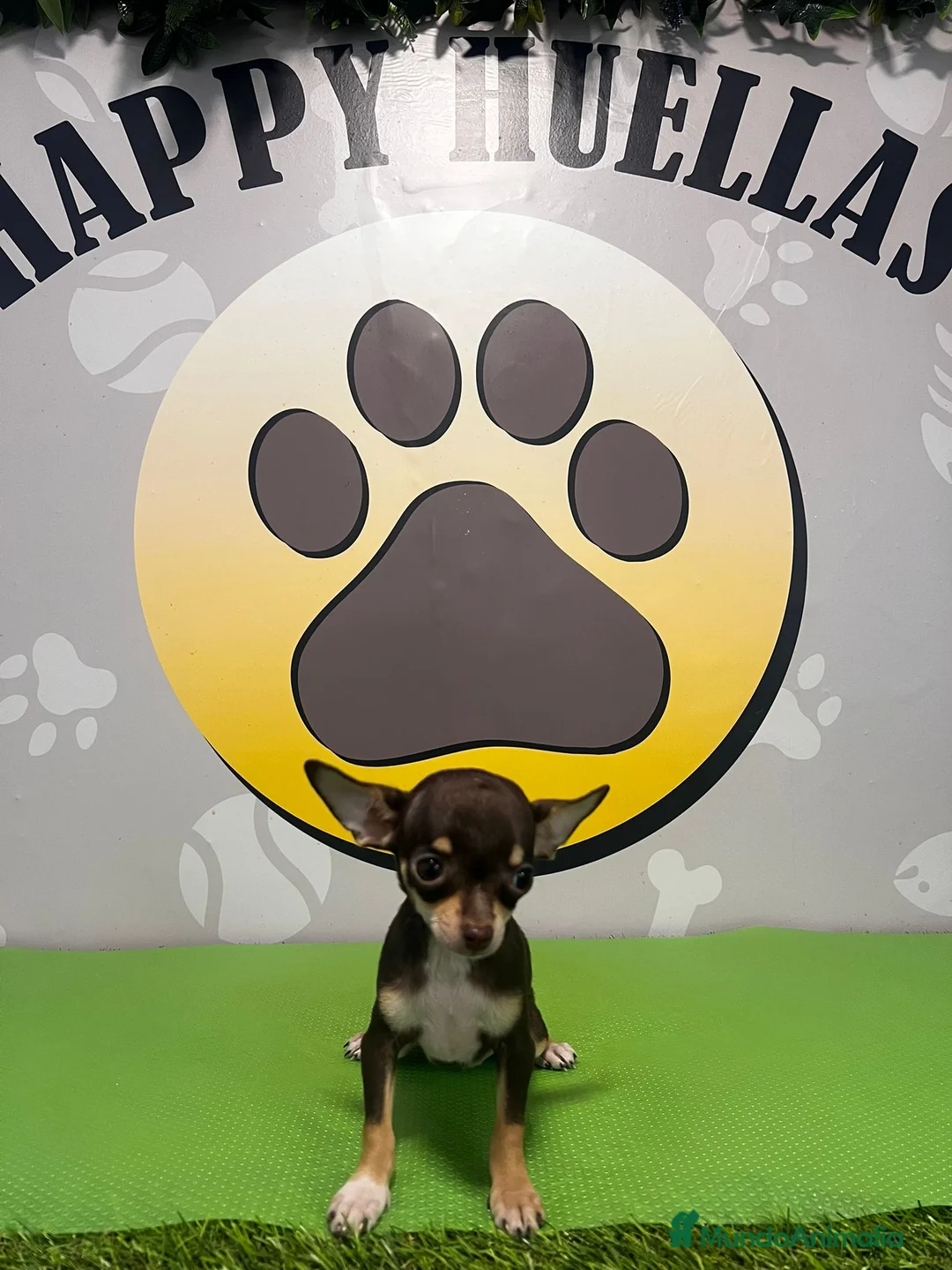 Chihuahua perros en venta: BEBE CHIHUAHUA CHOCOLATE TOY💗 - Anuncio 3