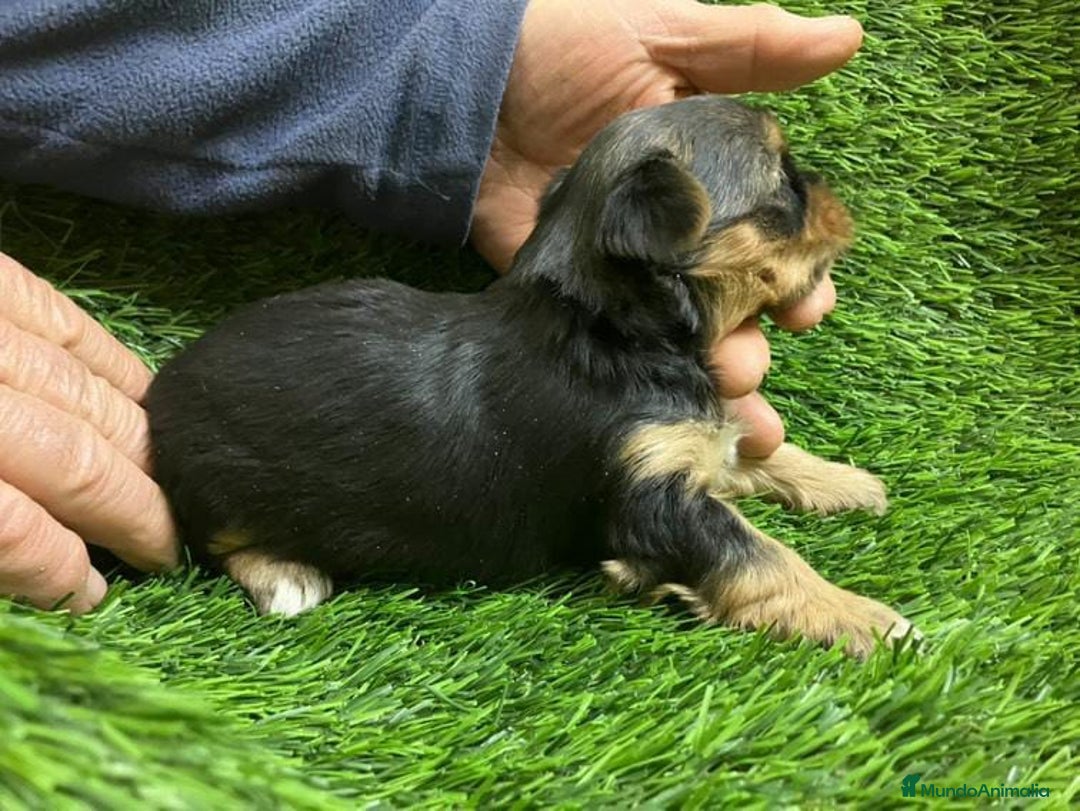 Yorkshire Terrier perros en venta: Yorkshire Zaragoza - Anuncio 5