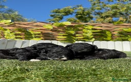 Caniche Toy perros en venta: CANICHE TOY - Imagen 5