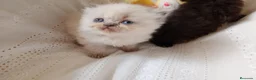 Exótico de Pelo Largo gatos en venta: Gatitos persa himalayo  - Anuncio 7