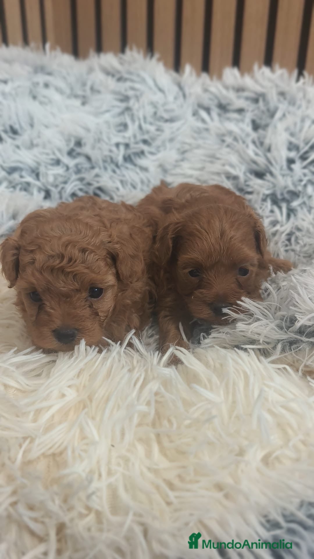 Maltipoo perros Maltipoo  - Anuncio 2