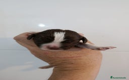 English Springer Spaniel perros en venta: Springer spanish - Imagen 3