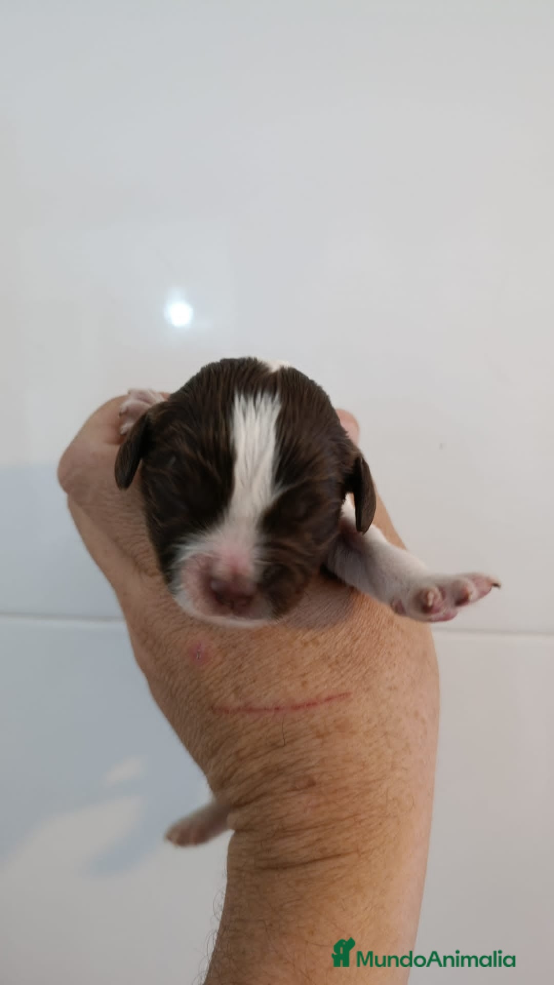 English Springer Spaniel perros en venta: Springer spanish - Imagen 3