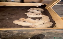 Golden Retriever perros en venta: Golden retriever  - Imagen 3