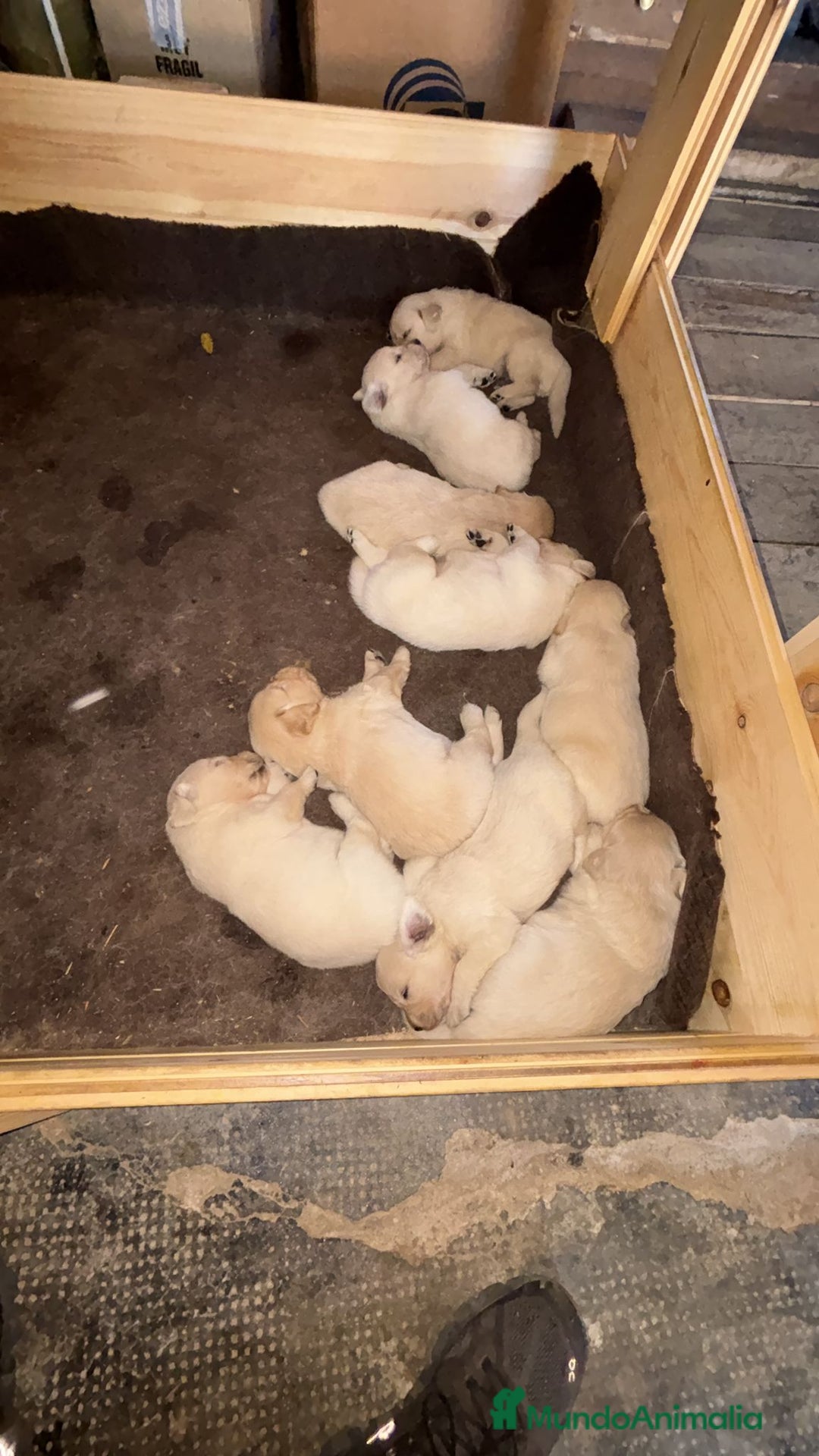 Golden Retriever perros en venta: Golden retriever  - Imagen 3
