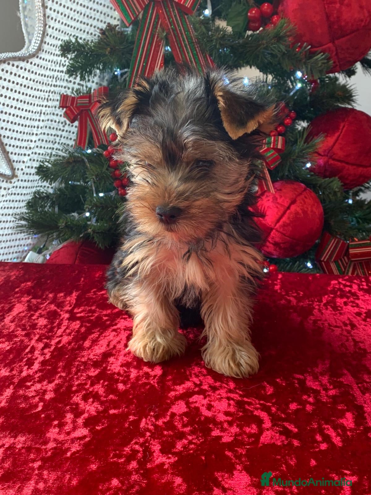 Yorkshire Terrier perros Macho Yorkshire de 3 meses🐾 - Anuncio 5