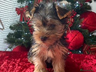 Yorkshire Terrier perros Macho Yorkshire de 3 meses🐾 - Anuncio 2