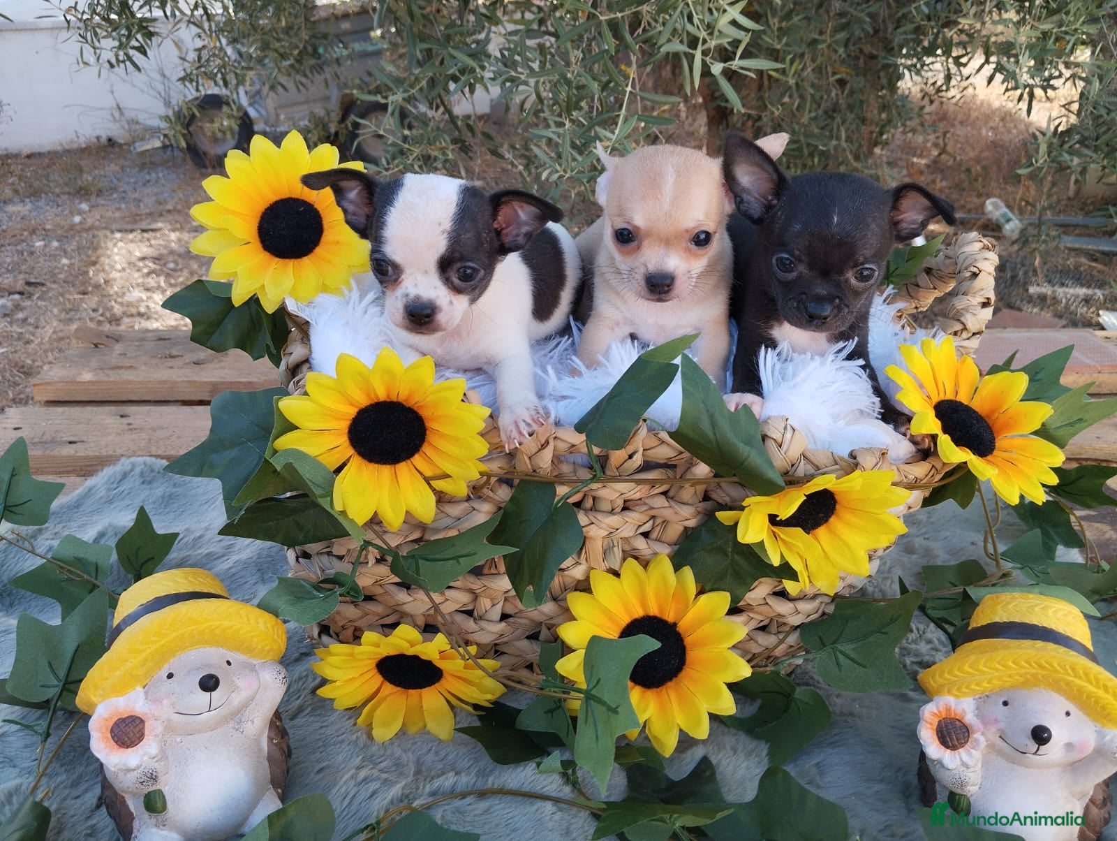 Chihuahua perros CHIHUAHUAS TOYS CABEZA de MANZANA 🍎🍎 🥰🥰🥰 - Anuncio 1