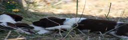 English Springer Spaniel perros en venta: Cachorros springer spaniel seriedad - Anuncio 9