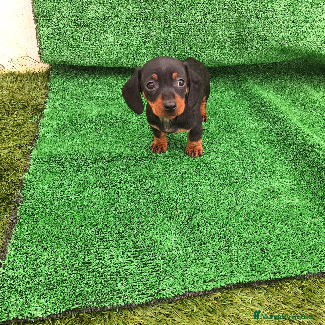 Teckel Miniatura perros en venta: TECKEL MINIATURA  - Anuncio 2