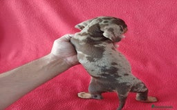 Teckel Miniatura perros en venta: Teckel Miniatura Arlequin  - Imagen 3
