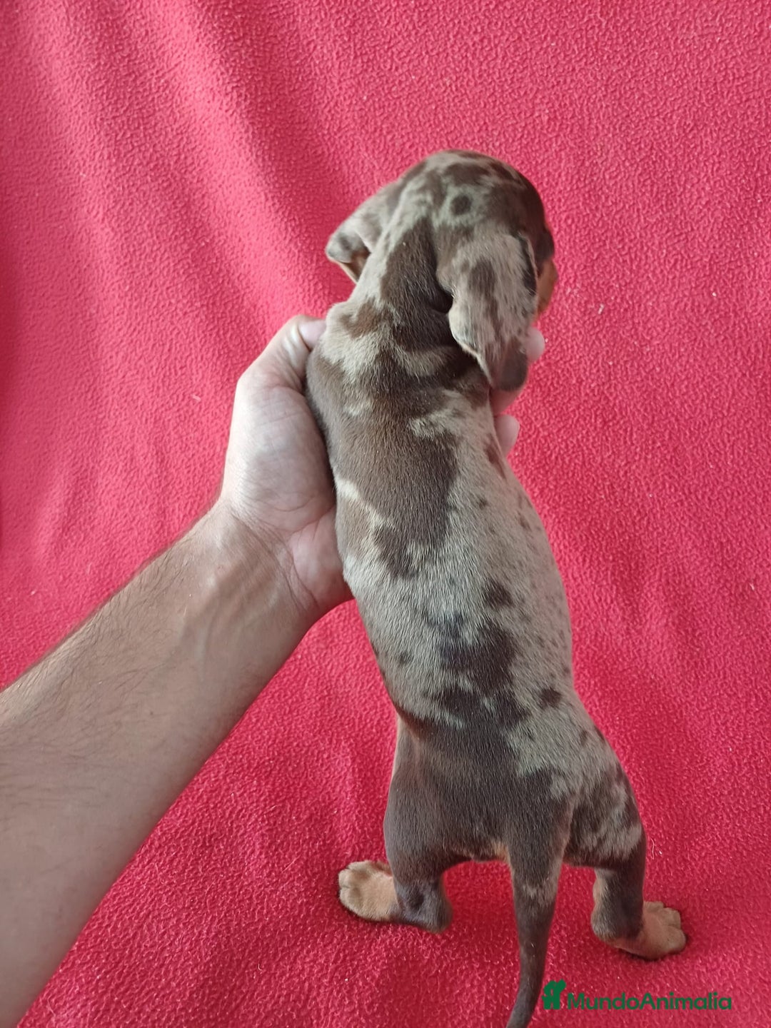 Teckel Miniatura perros en venta: Teckel Miniatura Arlequin  - Imagen 3