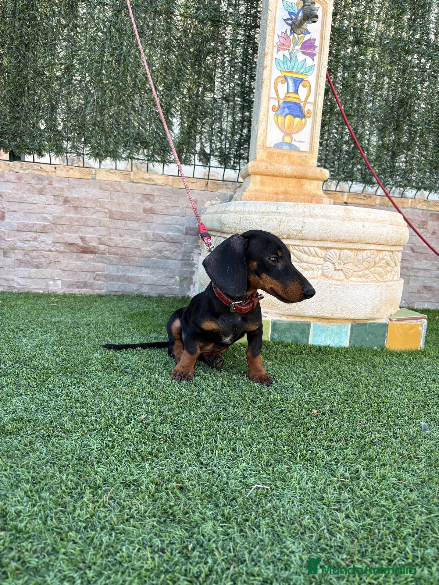 Teckel Miniatura perros Disponible teckel negro y fuego  - Anuncio 1