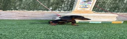 Teckel Miniatura perros en venta: Disponible teckel negro y fuego  - Anuncio 1