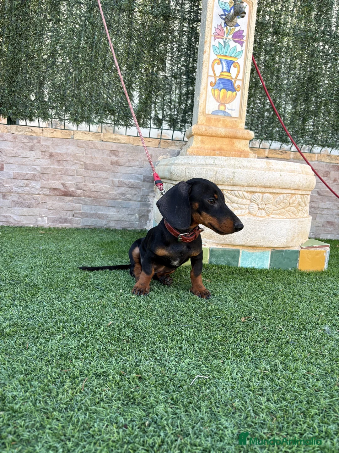 Teckel Miniatura perros en venta: Disponible teckel negro y fuego  - Anuncio 1
