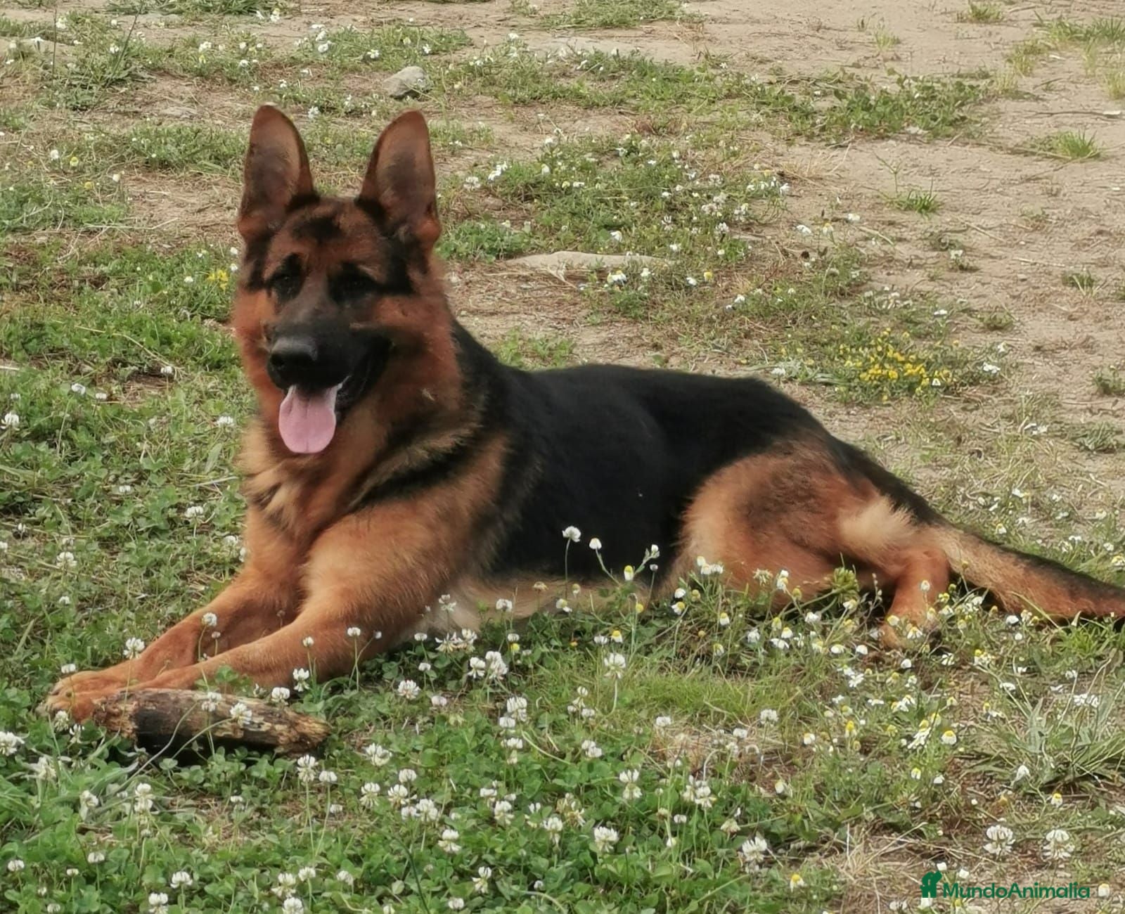 Pastor Alemán perros Monta pastor alemán  - Anuncio 29