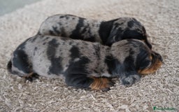 Teckel Miniatura perros en venta: 🐾 Delfina y Fina – Teckel miniatura 🐾 - Imagen 5