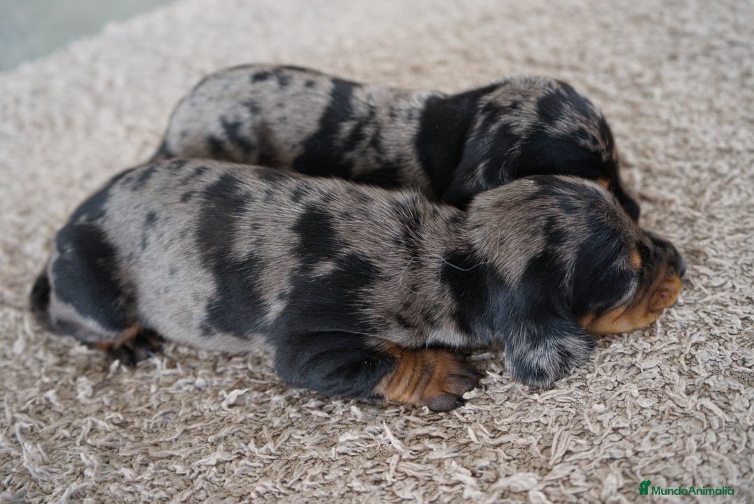 Teckel Miniatura perros en venta: 🐾 Delfina y Fina – Teckel miniatura 🐾 - Imagen 5