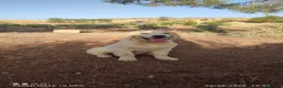 Golden Retriever perros en venta: GOLDEN RETRIEVER  - Anuncio 3