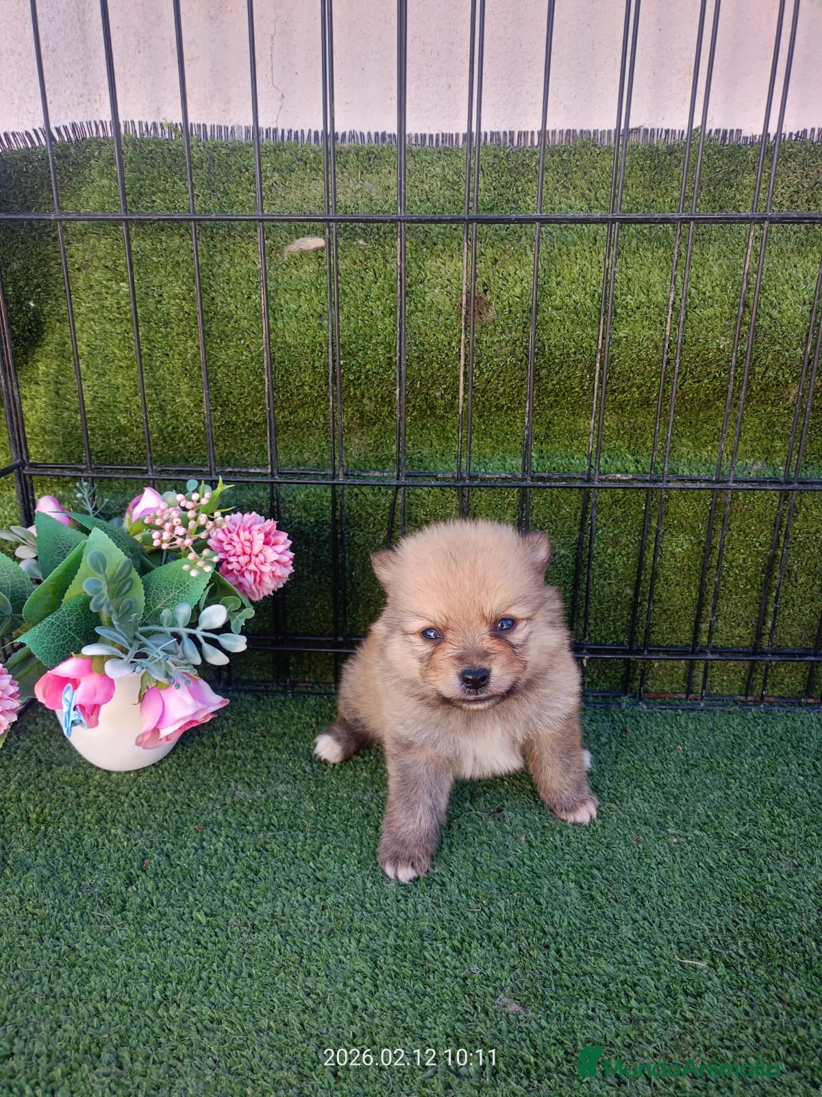 Pomerania perros POMERANIA PRECIOSO - Anuncio 1