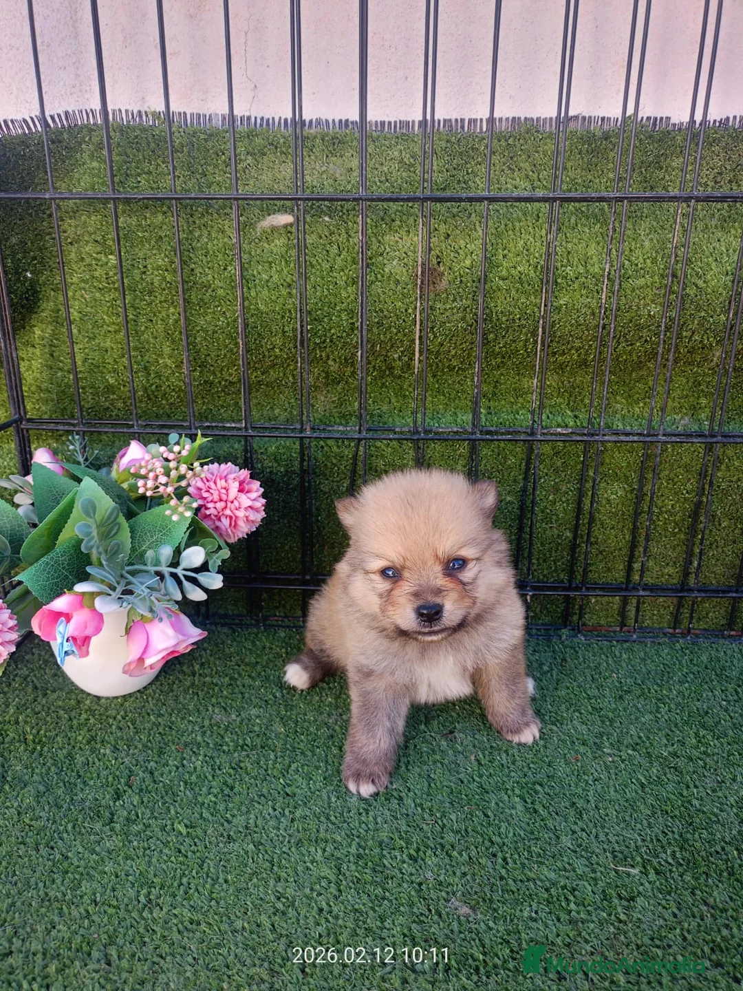 Pomerania perros en venta: POMERANIA PRECIOSO - Anuncio 1