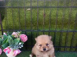 Pomerania perros POMERANIA PRECIOSO - Anuncio 1
