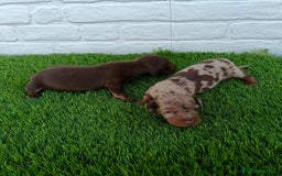 Teckel Miniatura perros en venta: TECKEL ARLEQUÍN CHOCOLATE  - Imagen 4