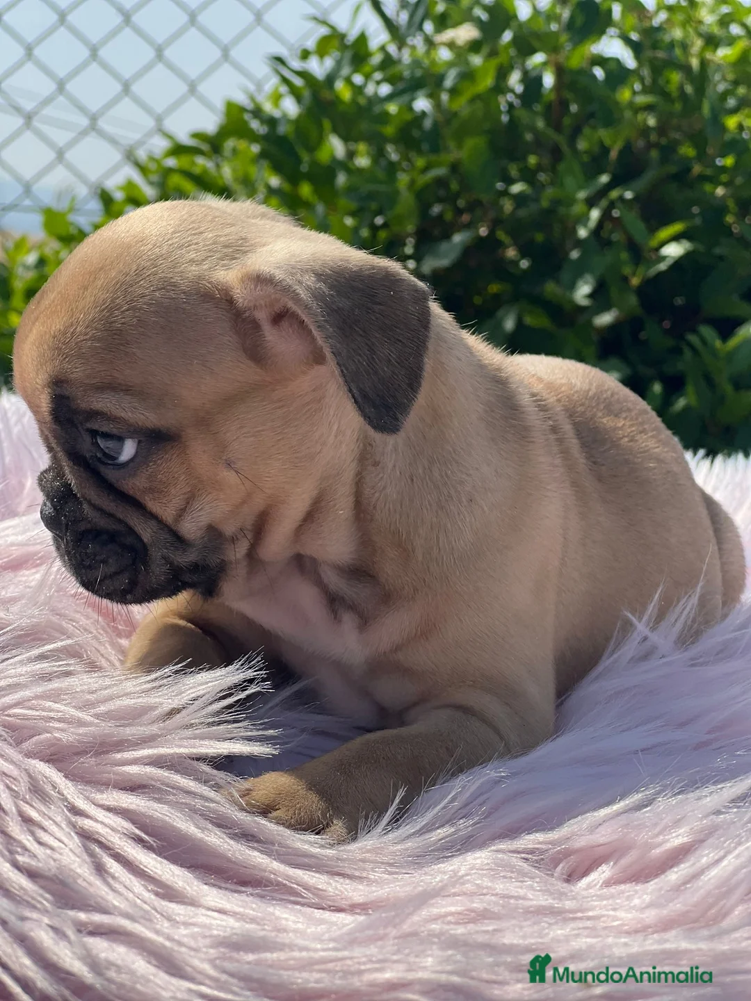 Bulldog Francés perros en venta: CAMADA BULLDOG FRANCÉS FAWN - Anuncio 3