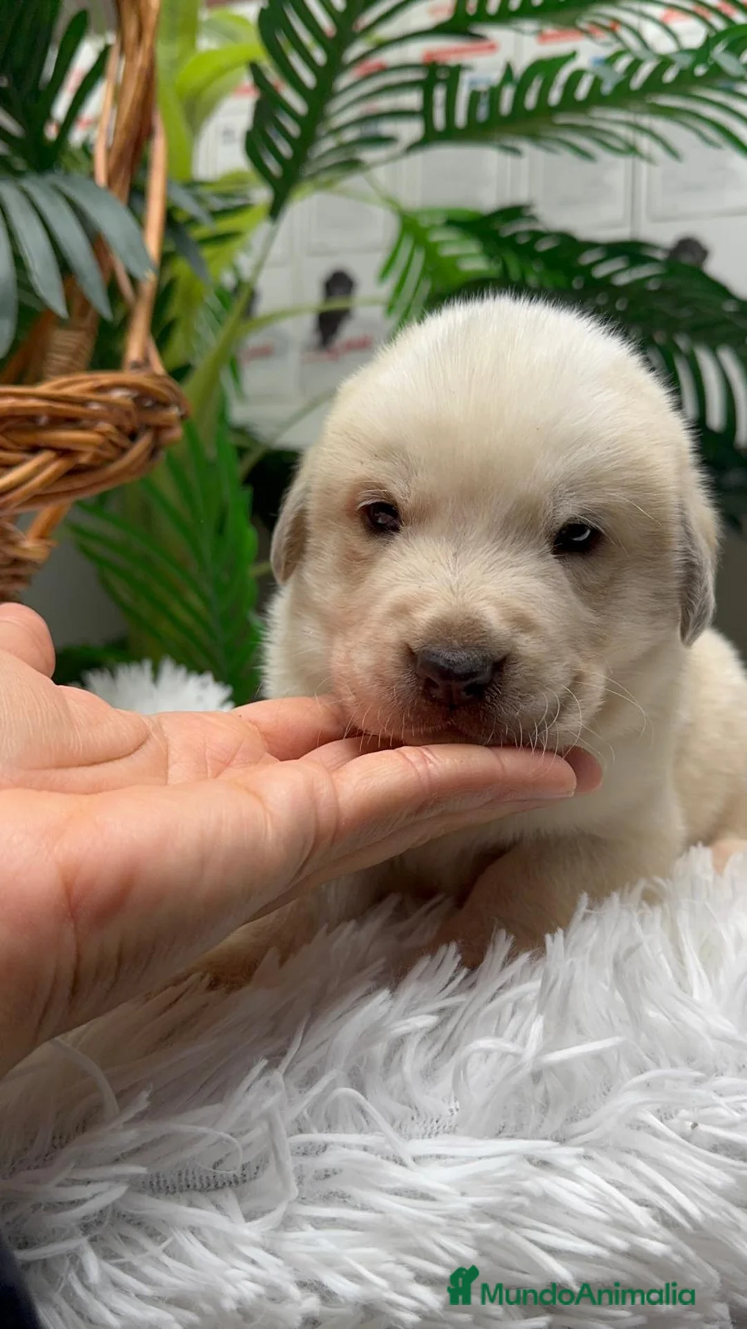 Mastín Español perros en venta: MASTIN ESPAÑOL - Anuncio 19