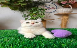 Británico de Pelo Corto gatos en venta: British shorthair  - Imagen 3