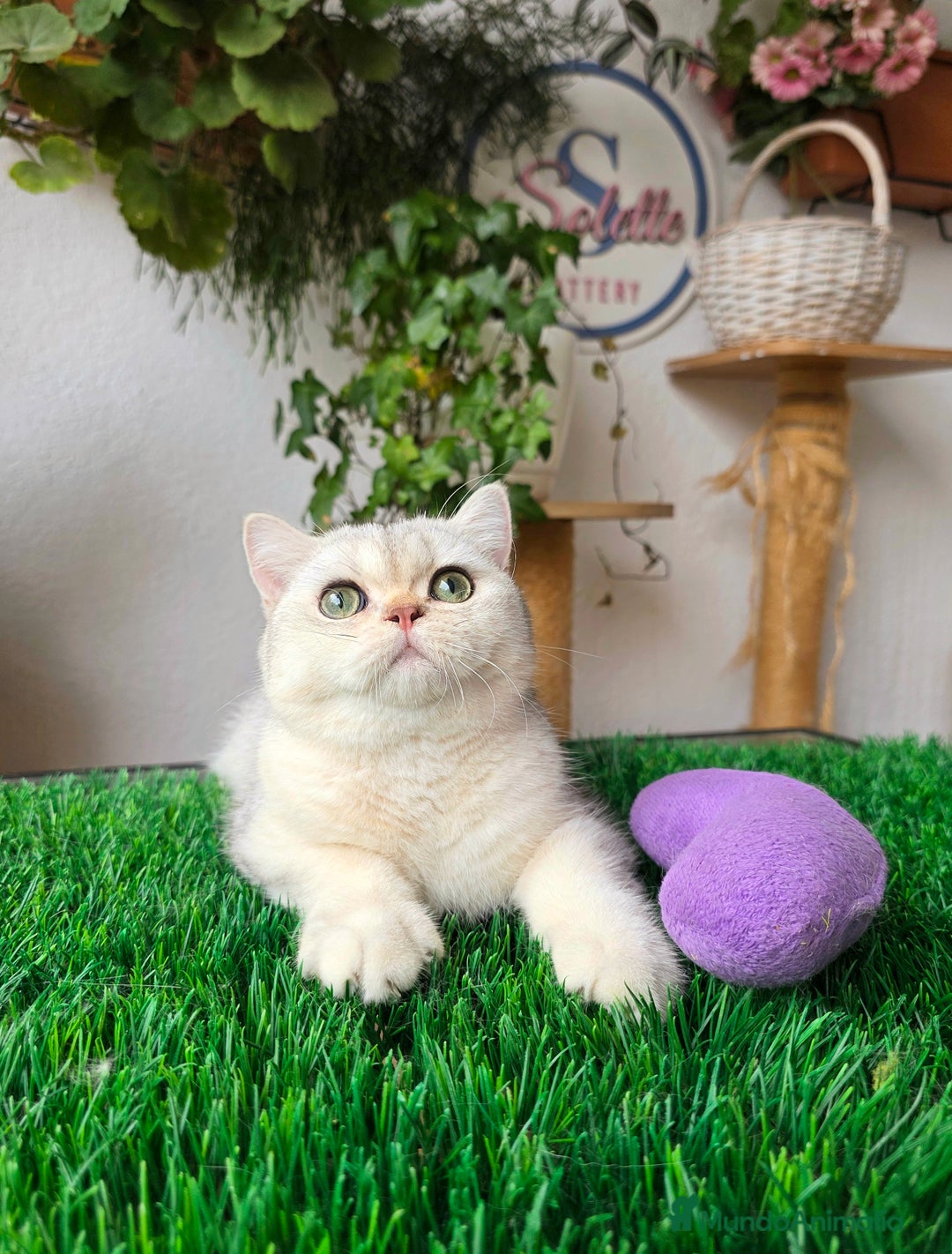 Británico de Pelo Corto gatos en venta: British shorthair  - Imagen 3