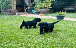 Goldendoodle perros en venta: Cachorros Goldendoodle hipoalergénicos - Imagen 18