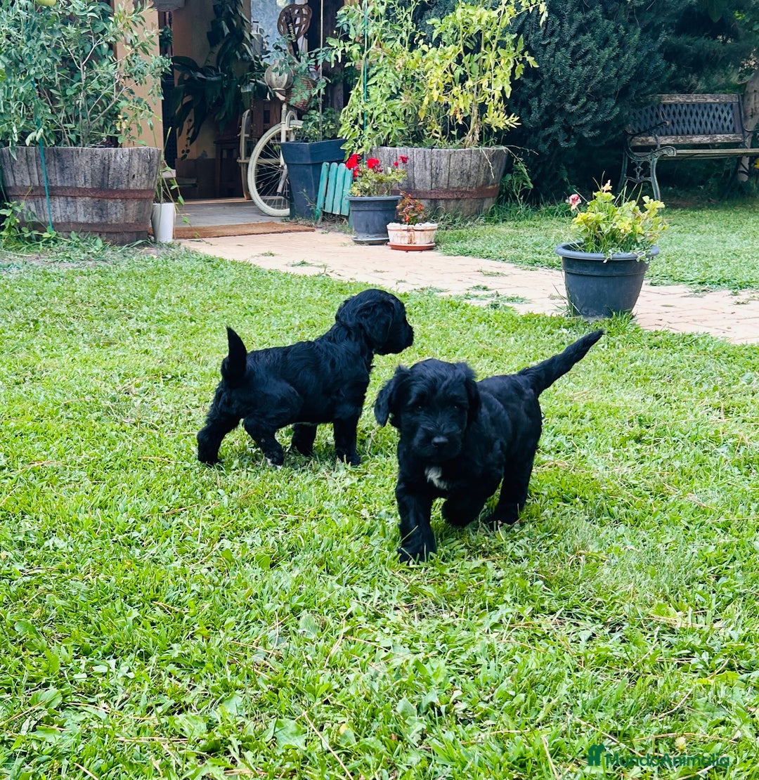 Goldendoodle perros en venta: Cachorros Goldendoodle hipoalergénicos - Imagen 18