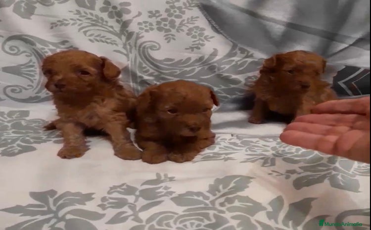 Caniche Toy perros - Propaganda 4