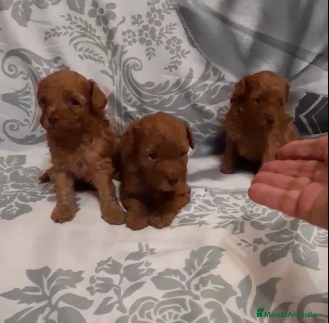 Caniche Toy perros en venta: CANICHE TOY MACHOS Y HEMBRA - Imagen 1