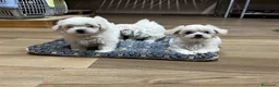 Bichón Maltés perros en venta: Bichón maltés  - Anuncio 3