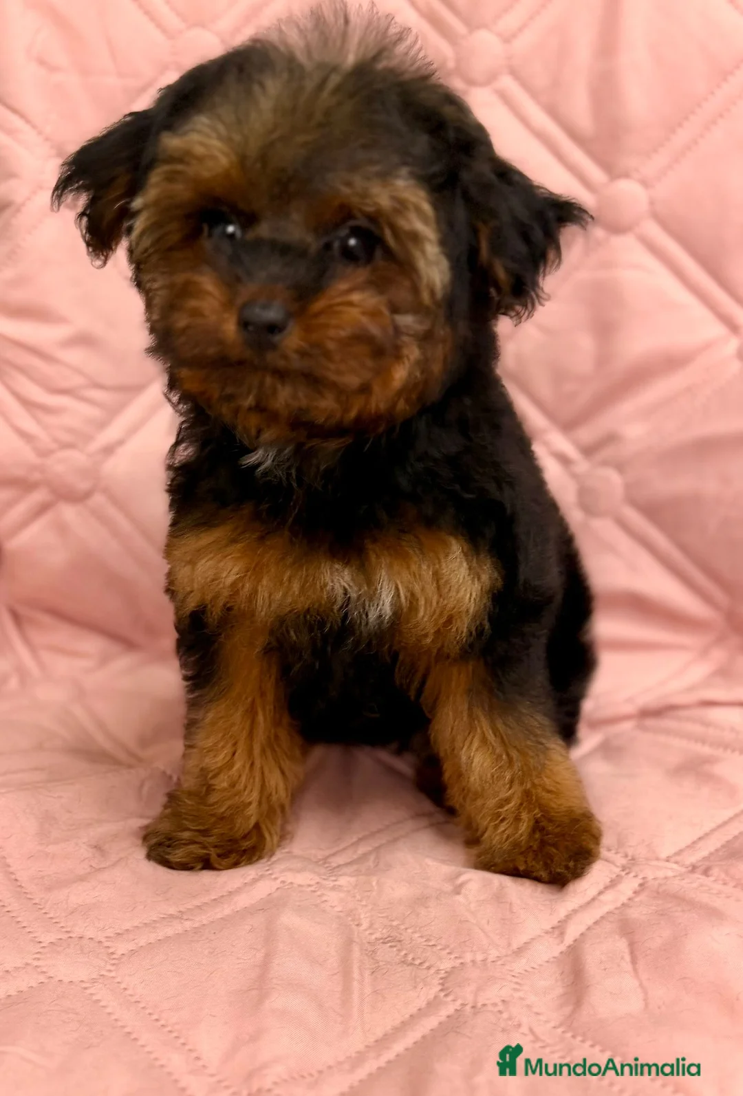 Yorkiepoo perros en venta: Yorkiepoo - Anuncio 4