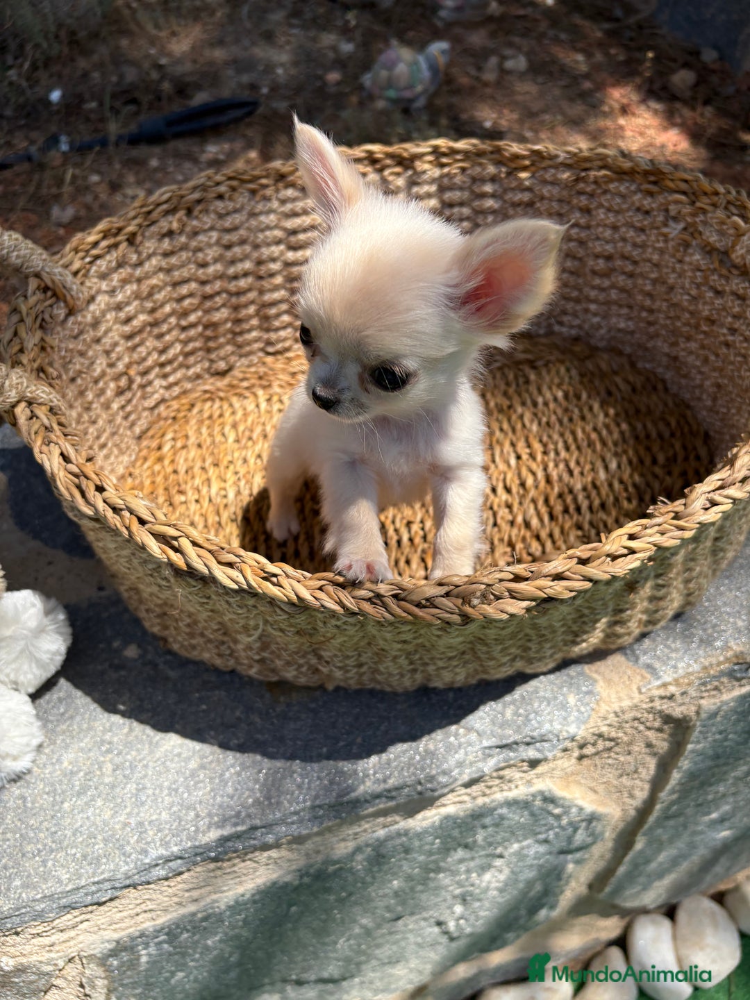 Chihuahua perros en venta: Chihuahua miniatura de pelito largo  - Imagen 3