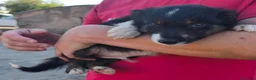 Border Collie perros en venta: Cachorros border collie puros! - Anuncio 2